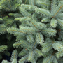 Kép 3/3 - Picea pungens 'Blue Star' / Ezüstfenyő
