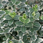 Kép 2/2 - Euonymus fortunei 'Emerald Gaiety' / Ezüstlevelű kecskerágó
