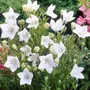 Kép 2/2 - Platycodon grandiflorus 'Astra White' / Fehér virágszínű léggömbvirág