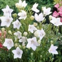 Kép 2/2 - Platycodon grandiflorus 'Astra White' / Fehér virágszínű léggömbvirág