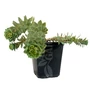 Kép 2/2 - Euphorbia myrsinites / Délszaki kutyatej