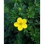 Kép 2/2 - Potentilla fruticosa 'Goldfinger' / Sárga virágú cserjés pimpó