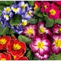 Kép 1/2 - Primula x polyantha / Kerti Kankalin