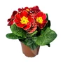 Kép 2/2 - Primula x polyantha / Kerti Kankalin
