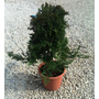 Kép 3/3 - Juniperus horizontalis 'Prince of Wales' / Terülő boróka (1/4 törzses)