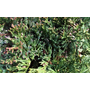 Kép 2/3 - Juniperus horizontalis 'Prince of Wales' / Terülő boróka (1/4 törzses)