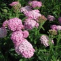 Kép 2/2 - Achillea millefolium 'Appleblossom' / Rózsaszín virágú közönséges cickafark