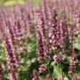Kép 2/2 - Agastache 'Beelicious Pink' / Izsópfű