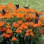 Kép 2/2 - Asclepias tuberosa / Gumós selyemkóró