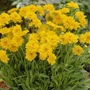 Kép 2/2 - Coreopsis 'Solanna Sunshine' / Menyecskeszem, szépecske