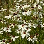 Kép 2/2 - Coreopsis verticillata 'Fool's Gold' / Menyecskeszem, szépecske