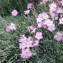 Kép 2/2 - Dianthus gratianopolitanus / Pünkösdi szegfű