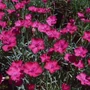 Kép 2/2 - Dianthus gratianopolitanus 'Badenia' / Pünkösdi szegfű