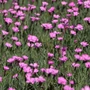 Kép 2/2 - Dianthus gratianopolitanus 'Blauigel' / Pünkösdi szegfű