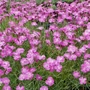 Kép 2/2 - Dianthus gratianopolitanus 'Eydangeri' / Pünkösdi szegfű