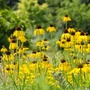 Kép 2/2 - Echinacea paradoxa / Sárga kasvirág