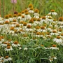 Kép 2/2 - Echinacea purpurea 'PowWow White' / Bíbor kasvirág