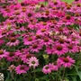 Kép 2/2 - Echinacea purpurea 'PowWow Wild Berry' / Bíbor kasvirág