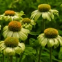 Kép 2/2 - Echinacea purpurea 'Prairie Blaze Green' / Zöldes virágú kasvirág