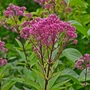 Kép 2/2 - Eupatorium dubium 'Baby Joe' / Sédkender