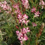 Kép 2/2 - Gaura lindheimeri 'Gambit Rose Bicolor' / Évelő díszgyertya