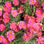 Kép 2/2 - Helianthemum hybridum 'Ben Hope'  / Rózsaszín virágú napvirág