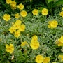 Kép 2/2 - Helianthemum hybridum 'Wisley Primrose' / Sárga virágú napvirág
