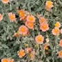 Kép 2/2 - Helianthemum hybridum 'Peach'  / Barackszínű napvirág