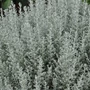 Kép 2/2 - Helichrysum italicum 'Aladin' / Olasz szalmagyopár, curryfű