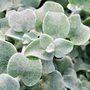 Kép 2/2 - Helichrysum petiolare 'Silver Star' / Kereklevelű szalmagyopár