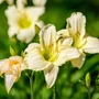 Kép 2/2 - Hemerocallis 'Arctic Snow' / Sásliliom