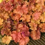 Kép 2/2 - Heuchera 'Marmalade' / Tűzeső