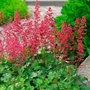 Kép 2/2 - Heuchera 'Paris' / Tűzeső