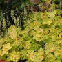 Kép 2/2 - Heucherella 'Solar Power' / Turbáncső