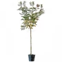 Kép 1/2 - Koelreuteria paniculata  / Bugás csörgőfa