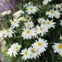 Kép 2/2 - Leucanthemum 'Sweet Daisy Birdy' / Évelő margaréta