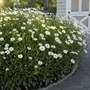Kép 2/2 - Leucanthemum x superbum 'Becky' / Évelő margaréta