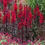 Kép 2/2 - Lobelia speciosa 'Starship Scarlet Bronze Leaf' / Piros virágszínű pompás lobélia