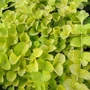 Kép 1/3 - Lysimachia nummularia 'Aurea' / Pénzlevelű lizinka
