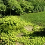 Kép 2/3 - Lysimachia nummularia 'Aurea' / Pénzlevelű lizinka