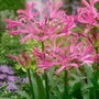 Kép 2/2 - Nerine bowdenii / Csillogó pirosliliom