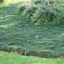 Kép 2/2 - Ophiopogon japonicus 'Minor' / Japán kígyószakáll