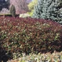 Kép 2/3 - Osmanthus heterophyllus 'Purpureus' / Bronzlevelű illatcserje