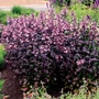 Kép 2/2 - Penstemon digitalis 'Dakota Burgundy' / Bíborlevelű bugatölcsér