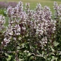 Kép 2/2 - Penstemon digitalis 'Onyx and Pearls' / Bíborlevelű bugatölcsér