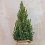Kép 1/2 - Picea glauca 'December' / Kék cukorsüvegfenyő