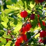 Kép 2/2 - Ribes uva-crispa 'Hinnonmäki Red' / 'Hinnonmäki Red' piros egres bokor