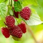Kép 2/2 - Rubus idaeus 'Przehyba' / Málna bokor