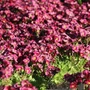 Kép 2/2 - Saxifraga x arendsii 'Harder Zwerg' / Mohalevelű kőtörőfű
