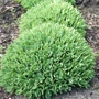 Kép 2/2 - Sedum spectabile 'Thundercloud' / Pompás varjúháj